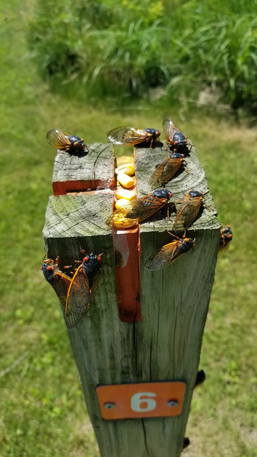 Oak Ridge Forest Preserve 